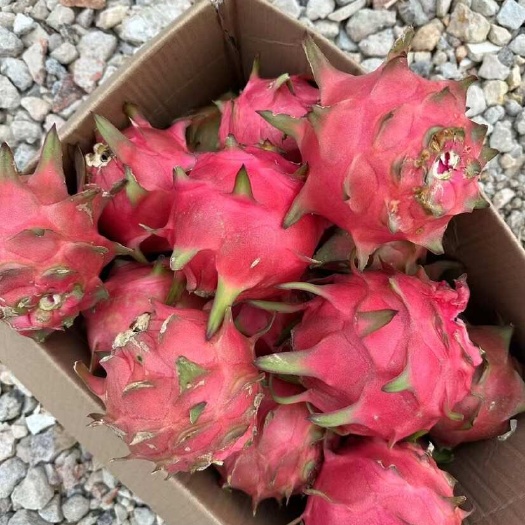 红心火龙果