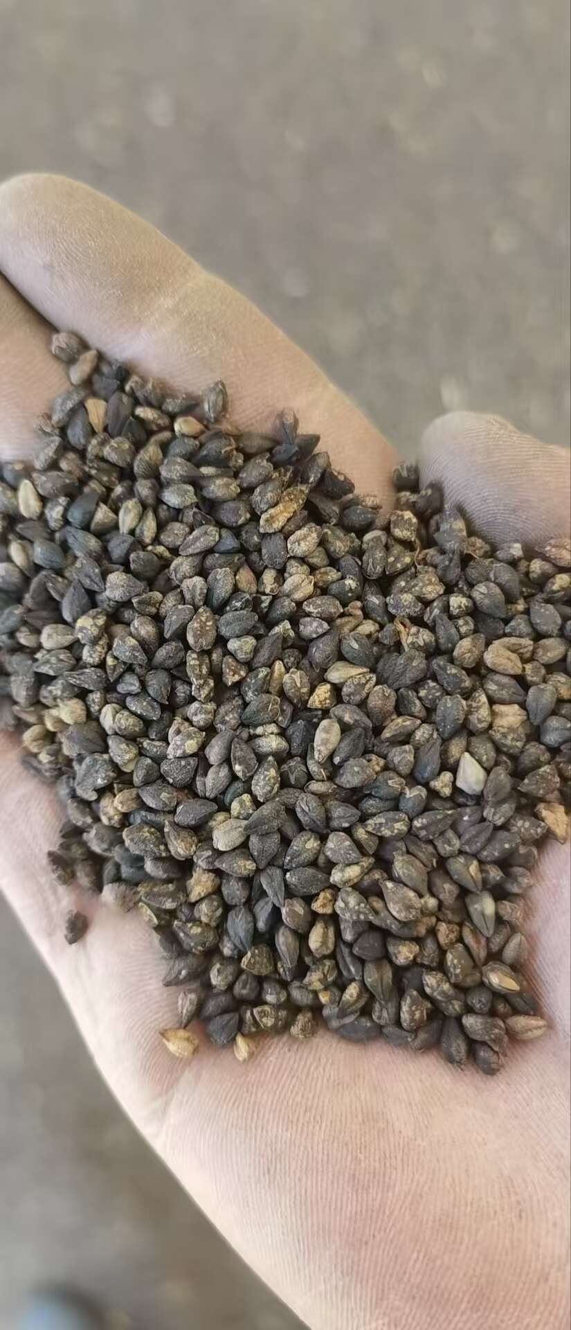 定西黑苦荞，酿酒粮