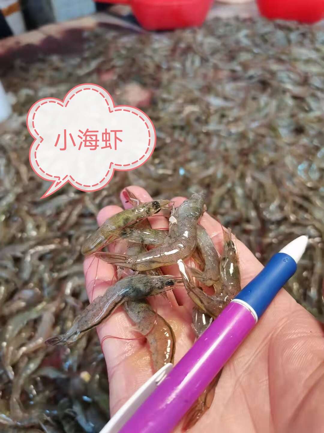 新鲜小海虾水产批发现货发