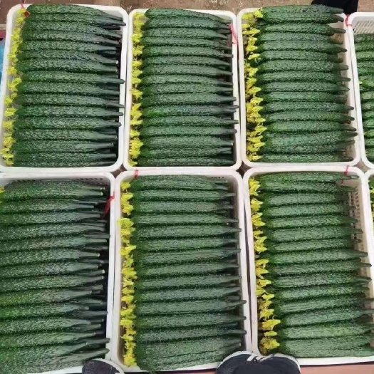 精品黄瓜！产地直发！量大从优！欢迎来电咨询！
