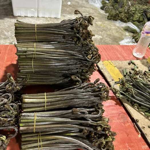 都匀市高山野生蕨菜、龙爪菜，产地直发，农户采摘，人工精选嫩芽