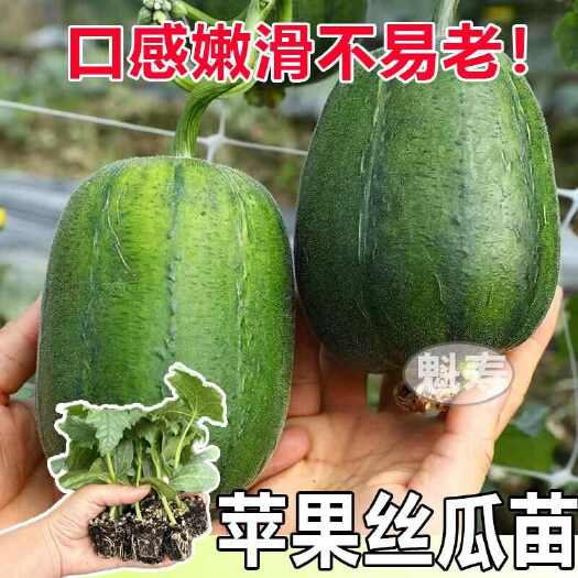 寿光市苹果丝瓜苗秧苗四季高产生吃短棒肉丝瓜鲜花八角棱丝瓜种子小院