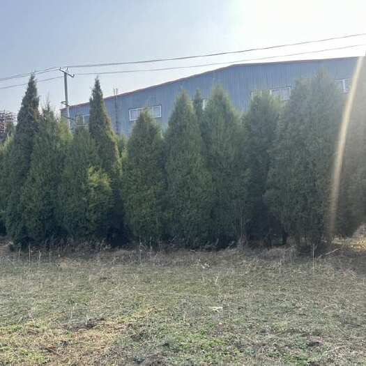 栖霞市自家树，便宜处理