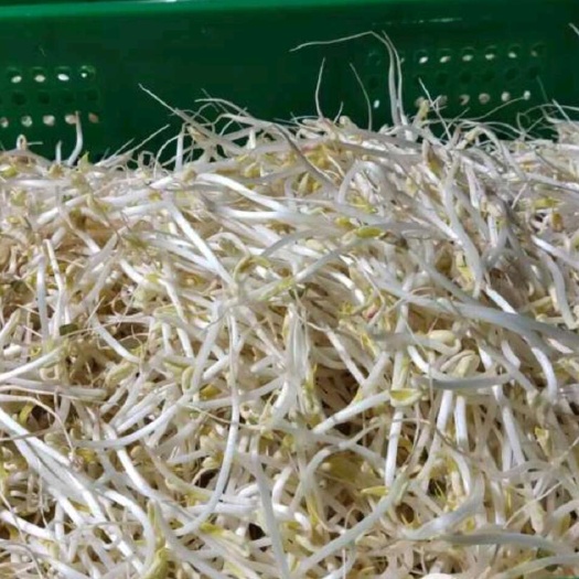 黄豆芽，绿豆芽