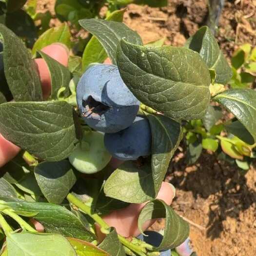 蓝莓12+以下小果