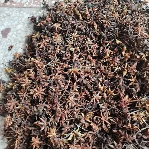 蒙山县春花八角
