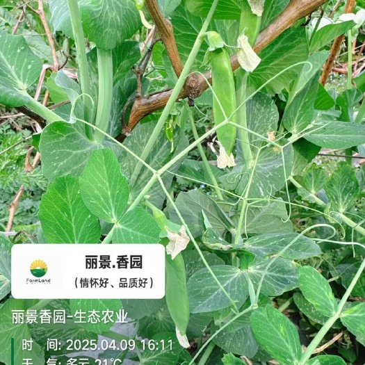 豌豆上市