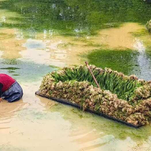 东莞市苦草