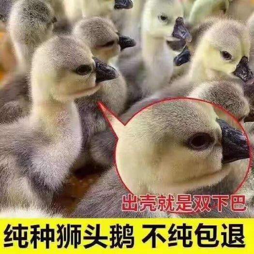 庐山市汕头狮头鹅苗特大纯种狮头鹅活苗特大型狮头鹅纯种狮子头鹅苗