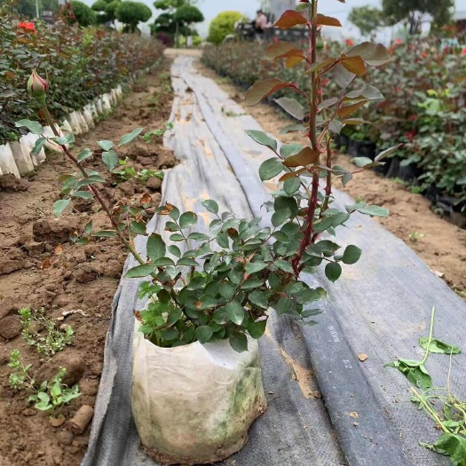 南阳卧龙区直发高品质大花月季苗木花草花卉批发零售