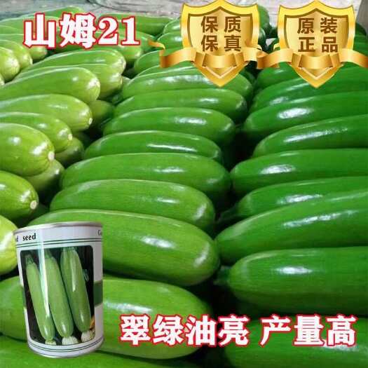 山姆21耐热绿皮西葫芦种子角瓜种子高温油绿