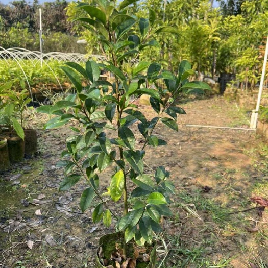 红果冬青树苗