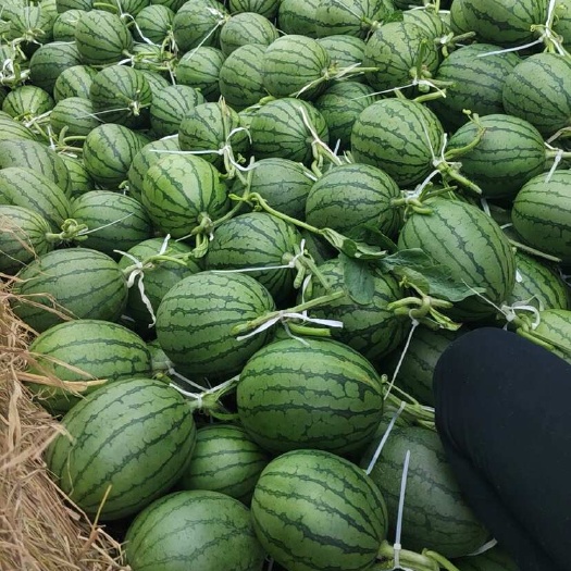 山东2K小糖丸西瓜当季水果产地直发