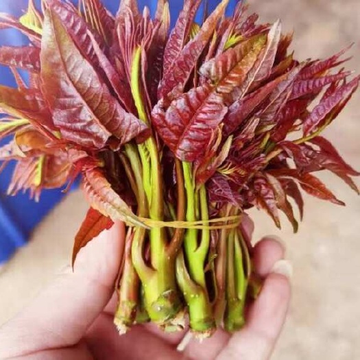 青州市山东潍坊新鲜采摘红油香椿芽优质蔬菜芽苗类食材