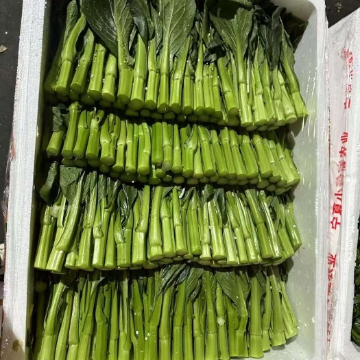 佛山云南菜心