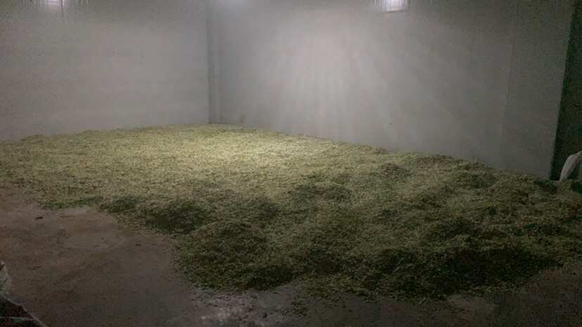 重庆市槐花，现摘现发