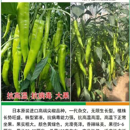 寿光市耐热尖椒种子羊角椒种子黄绿皮辣椒种子