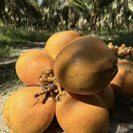 万宁市海南万宁黄金椰子新鲜椰子黄皮椰青孕妇水果特产当季整箱产地直发