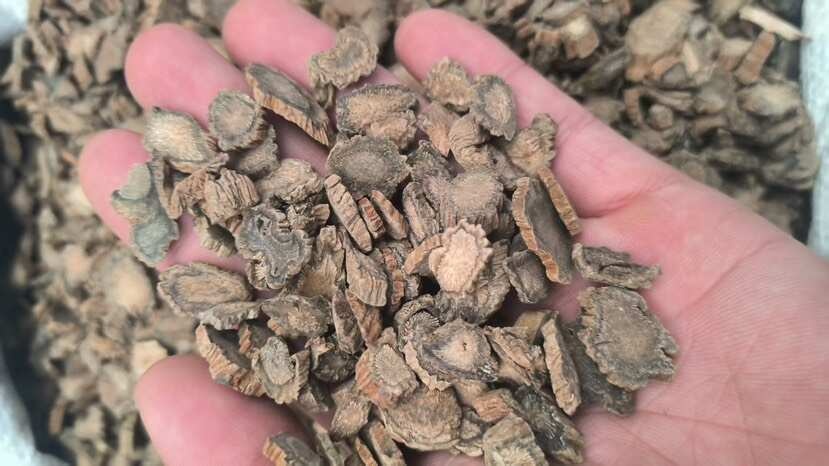 亳州正品川断 饱满大粒 段段珍粹 无硫 质量保证 健康放心