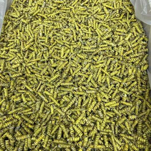 昆明石斛龙头凤尾米斛大量现货一斤也是批发价格