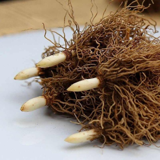 铃兰带芽花苗浓香型多年生绿植物四季开花耐寒室内好养