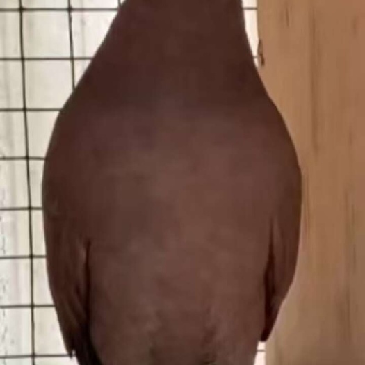 阜阳全是大鼻子种鸽