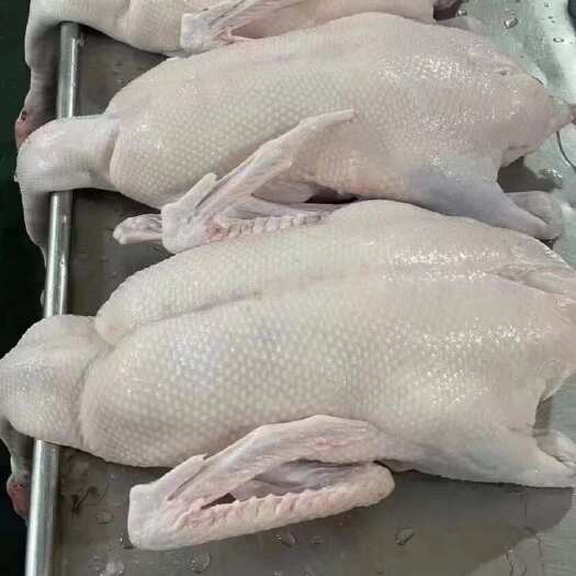 佛山黑棕鹅