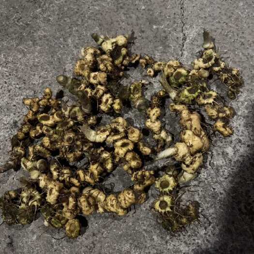 榕江县贵州榕江鲜黄精整块姜形中药材滋补药材