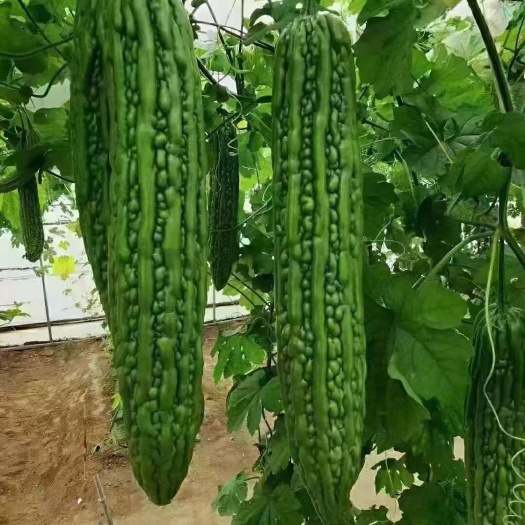 内黄县河南苦瓜，大棚种植，保证质量，视频看货，线上保障交易