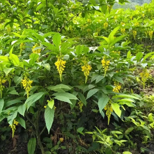 新丰县黄花倒水莲黄花参观音串倒吊黄种 种苗现货现挖基地大量供应批发
