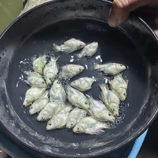 汕头石膏白球蝴蝶鲤