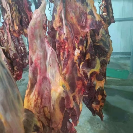 马肉内蒙古草原批发