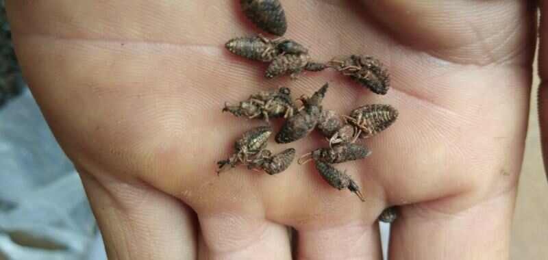 地牯牛 金沙牛干品