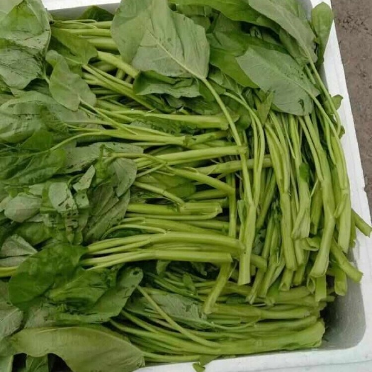 佛山空心菜