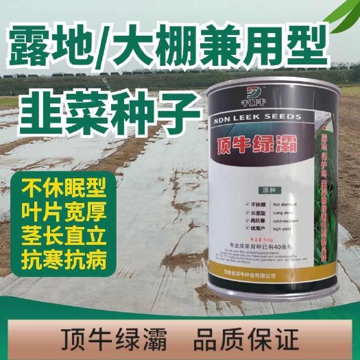 沭阳县顶牛绿灞韭菜种子原种不休眠韭菜大棚四季冬季耐寒抗病好韭菜种籽