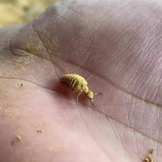 地牯牛 金沙牛 鲜活