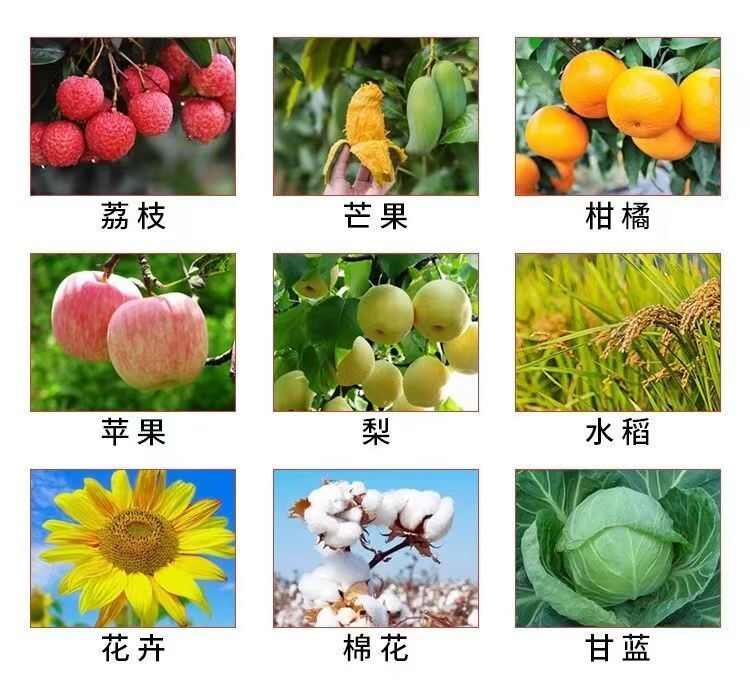 整箱阿维菌素杀虫剂正品红蜘蛛小菜蛾十字花科杀虫剂农用打虫药