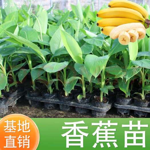 南宁香蕉苗，芭蕉苗，西贡粉蕉苗，金粉蕉苗