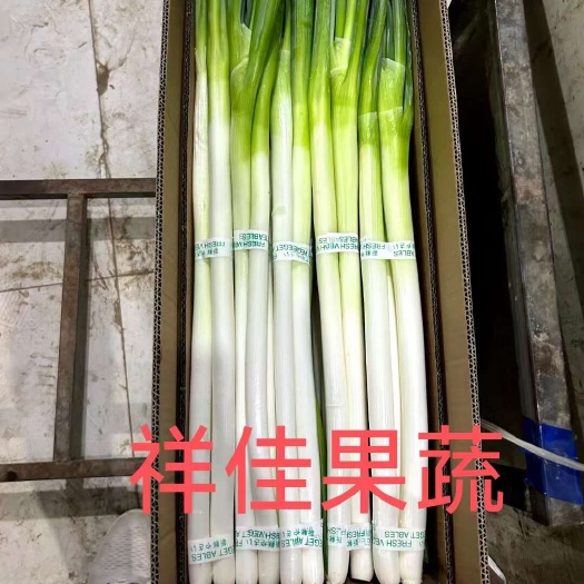 寿光市大葱  祥佳果蔬专业合作社提供优质蔬菜