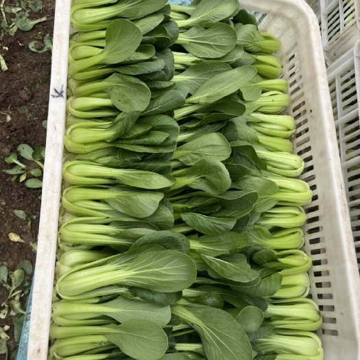 蚌埠上海青
