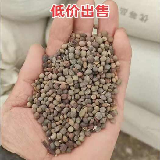 定西箭筈豌豆，
