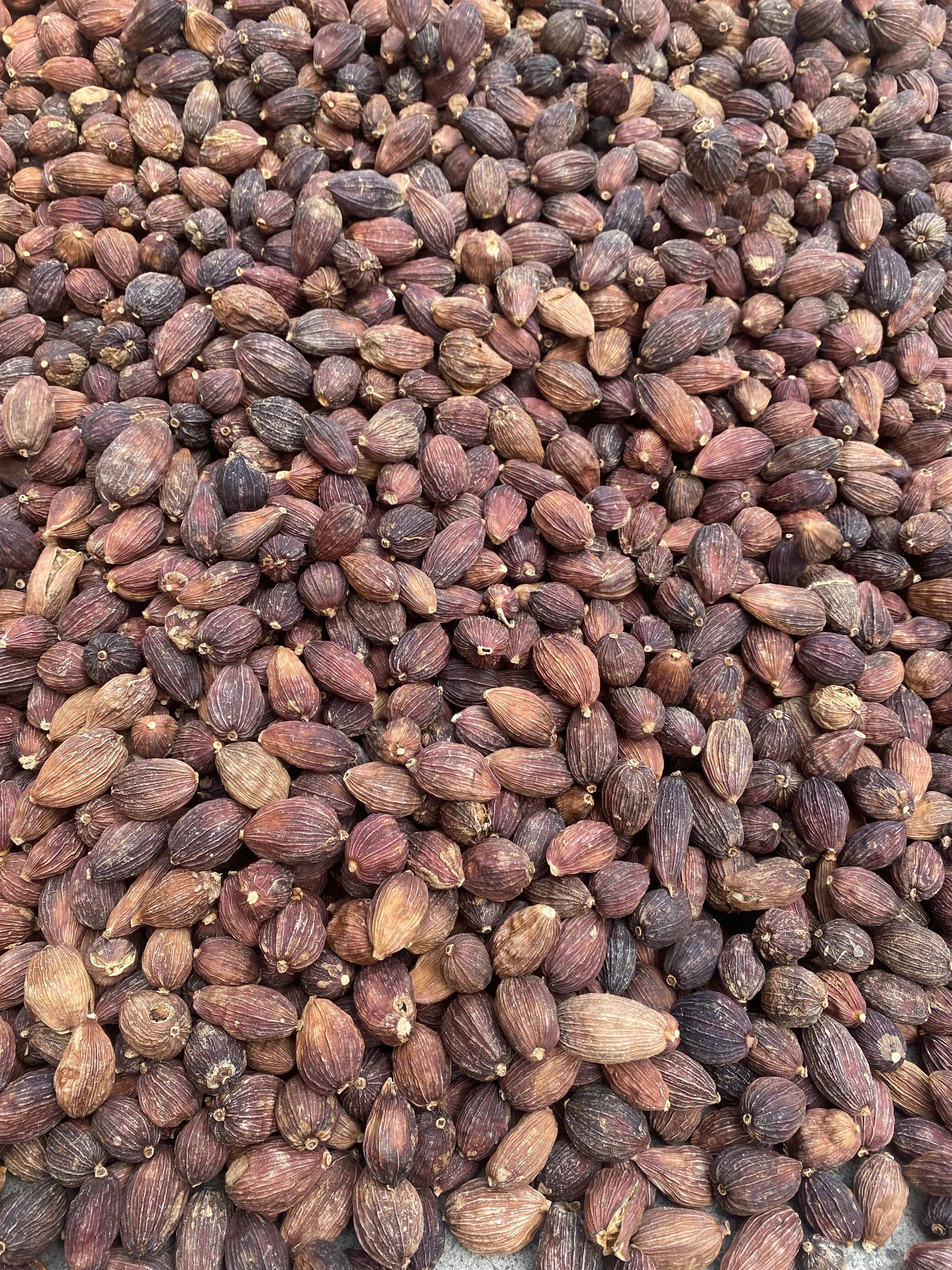 精品草果  过筛人工剪把 电烤大个头草果（手工定制交厂品质