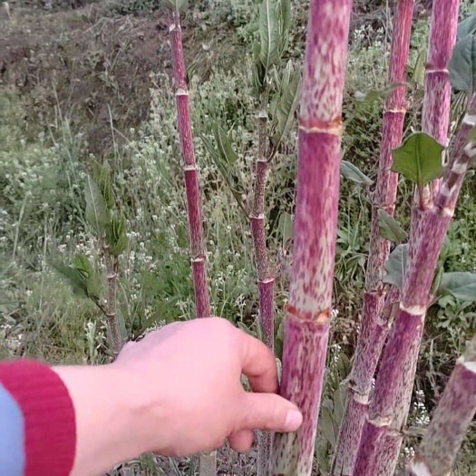 恩施市虎杖笋，虎杖嫩芽