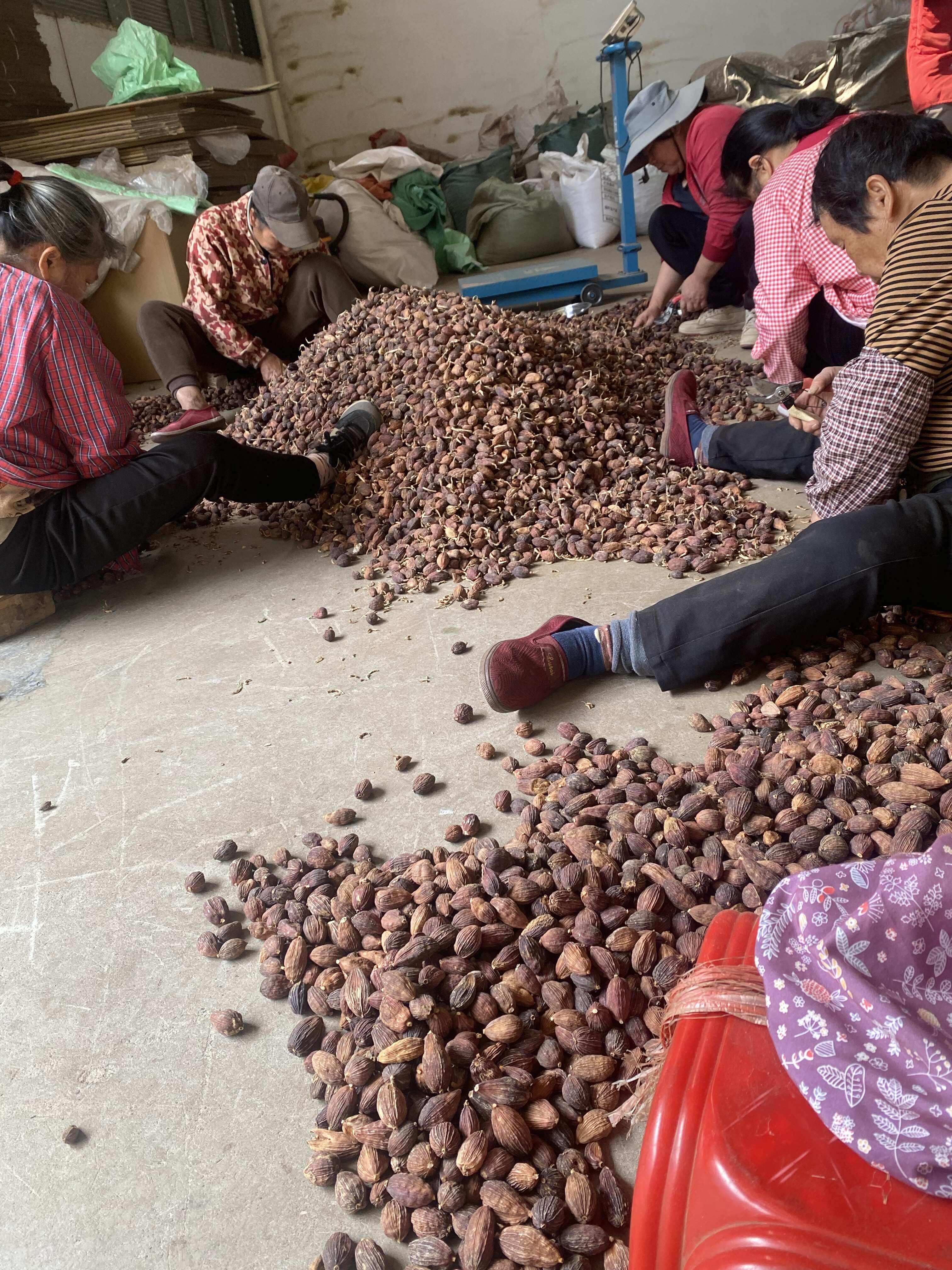 精品草果  过筛人工剪把 电烤大个头草果（手工定制交厂品质