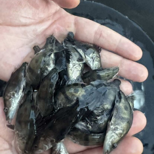 苏州鳜鱼苗3-6公分