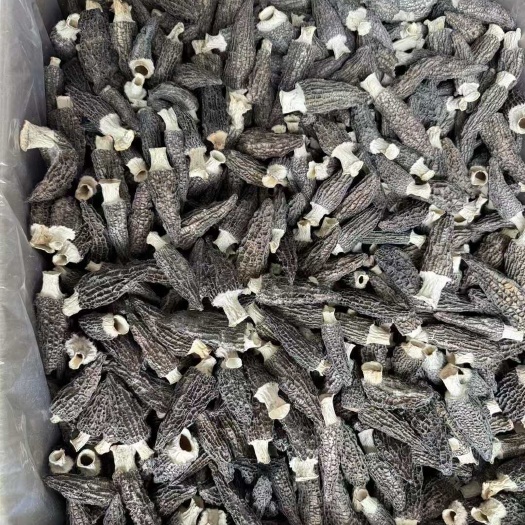 玉龙县云南丽江羊肚菌