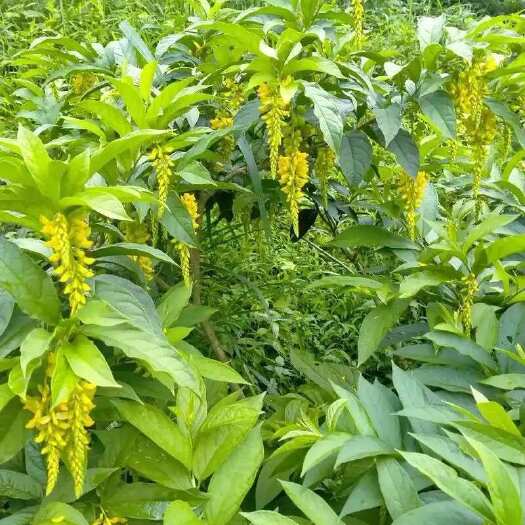 恭城县黄花倒水莲黄花参观音串倒吊黄种 种苗现货现挖基地大量供应批发