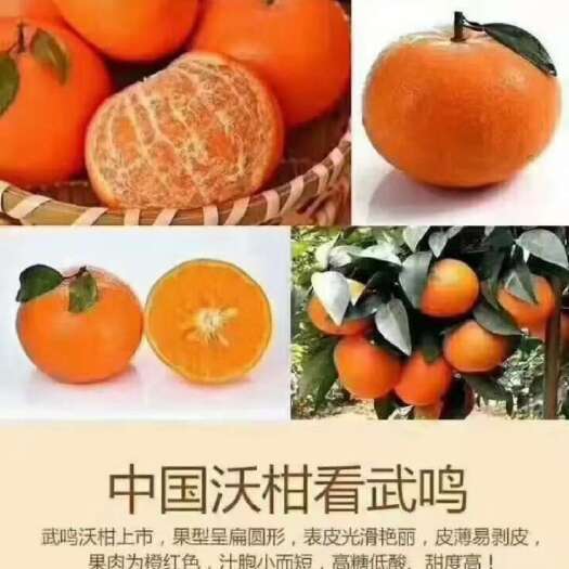 宁波默科特柑橘产地直供一手货源，看货采摘