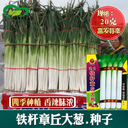 河间市章丘铁杆高白大葱种子农田菜园长白清香味浓章丘大葱蔬菜籽