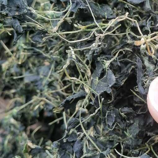 江南特产金花菜干秧草干草头干蔬菜干货